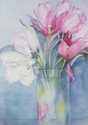 Rosa papegojtulpaner och Marlette