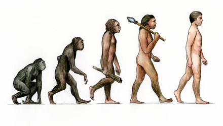 Människans evolution