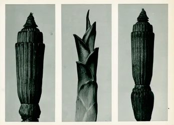 Horsetail Rush, 1929 (fotogravyr)