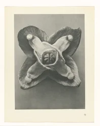 planera studien Archetypes of Art (serietitel)