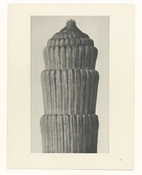 Planstudie, Equisetum hiemale Archetypes of Art (serietitel)