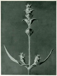 Salvia, 1929 (fotogravyr)