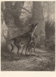 Doe och Fawn.