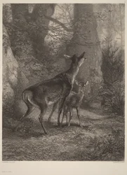 Hind och kalv