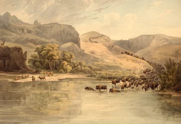 Bufflar och älgar vid Upper Missouri