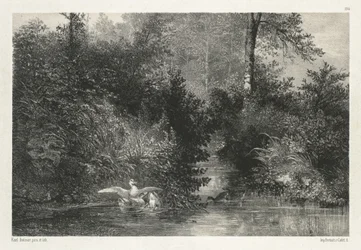 Canards (ankor)