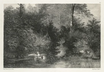 Canards Ducks.