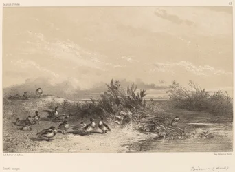 Vildänder