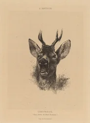 Rådjur.