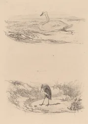 Svan, häger.