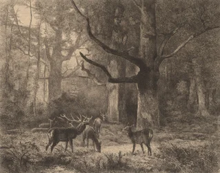 Fontainebleau-skogen.