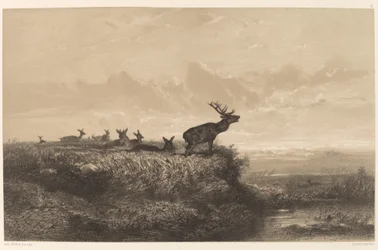 Morgonen. Rådjur och hindar.