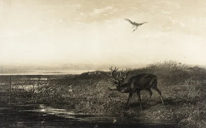 Kvällen: Hjort och hägrar