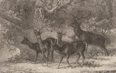 Hjorden.