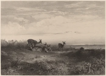 rådjur