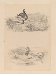 Oj, Heron