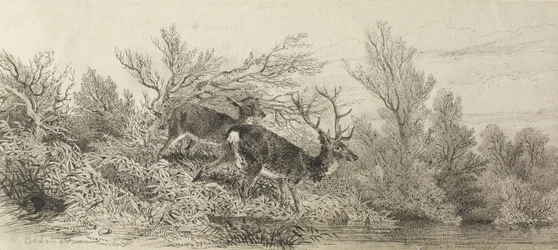 Hjort i skogen