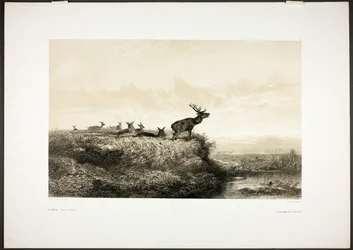 Morgonen: Hjortar och hindar