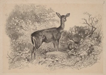 En hind