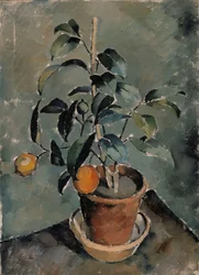 Orange växt