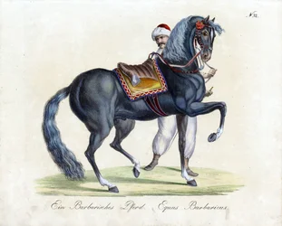 A Barbary Horse (tryck)