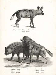 Afrikansk vildhund, Lycaon pictus, hotad, fläckig hyena, Crocuta crocuta och randig hyena, Hyaena hyaena. Litografi av Karl Joseph Brodtmann ur Heinrich Rudolf Schinz