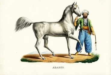 Arabisk häst, 1824