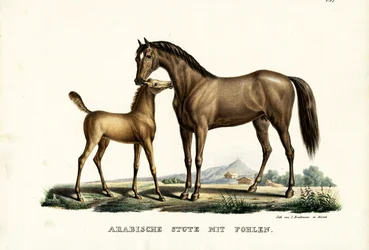 Arabhäst med fågel, 1824