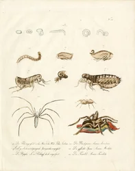 Spindeldjur och insekters utvecklingsstadier (print)