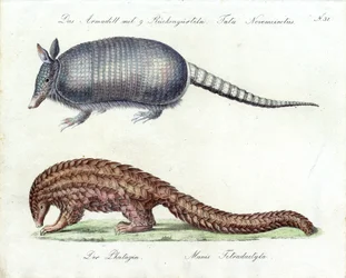 Armadillo och Pangolin (tryck)
