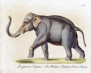 Asiatisk elefant (hona) (tryck)