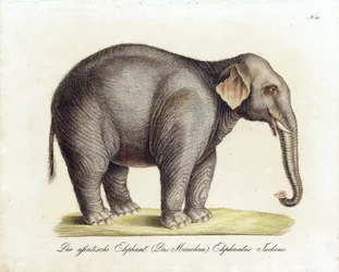 Asiatisk elefant (hane) (tryck)
