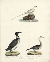 Alkekung, flygande solfågel och storlom (print)