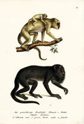 Svarta vrålapor, 1824