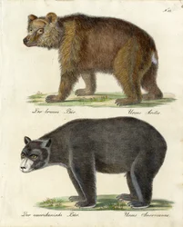 Brunbjörn och amerikansk björn (tryck)