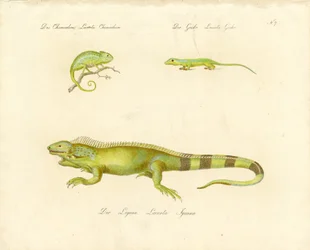 Kameleont, gecko och leguan (tryck)