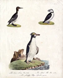 Sillgrissla, alkekung och kamelpingvin (print)