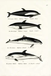 Olika typer av delfiner, 1824
