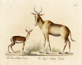 Dorcas Gazelle och Nilgai (print)