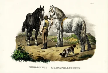 English Pit Horse, 1824