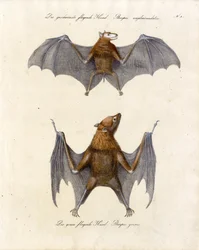 Flying Foxes (tryck)