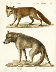 Fox and Wolf (tryck)