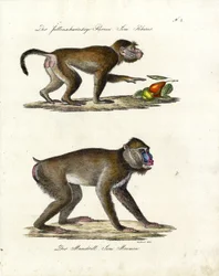 Hamadryas babian och mandrill (tryck)