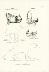 Chef för Sumatra-Rhinoceros, 1824
