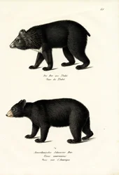 Himalayabjörn, 1824