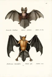 Ihålig fladdermus, 1824