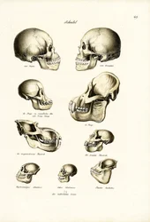 Människoskallar, 1824