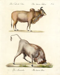 Indisk zebu och uroxe (tryck)