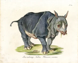 Indisk noshörning (tryck)