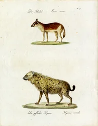 Schakal och fläckig hyena (print)